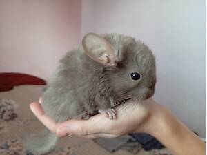 Шиншилята, хлопчики