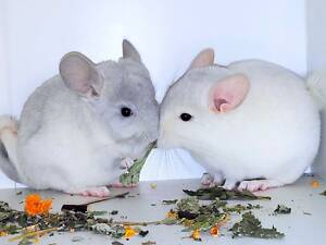 Шиншилята маленькі