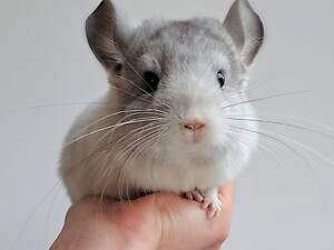 Шиншилята різних окрасів