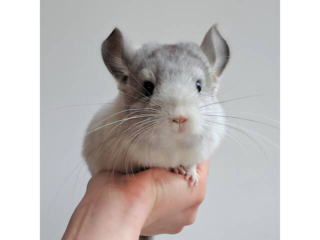 Шиншилята різних окрасів - Фото 1