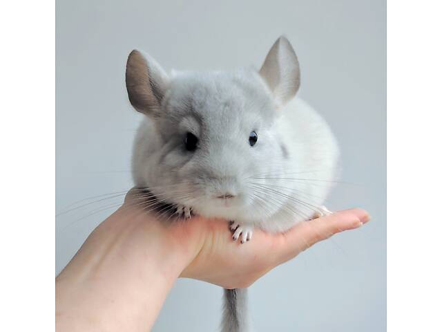 Шиншилята різних окрасів - Фото 3