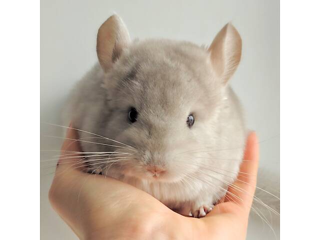 Шиншилята різних окрасів - Фото 4