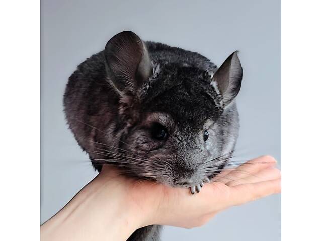 Шиншилята різних окрасів - Фото 5