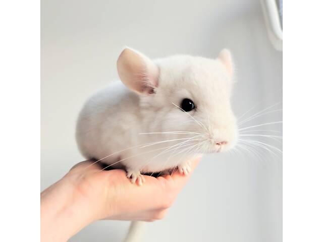 Шиншилята різних окрасів - Фото 2