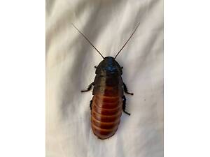 Шипящий мадагаскарский таракан, большой мадагаскар, шипящий таракан