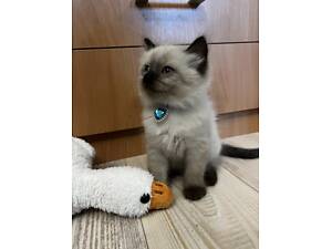 Сіамська киця пухнаста і мила