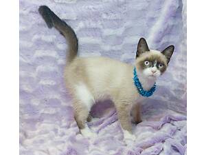 сіл поінт блакитноокий