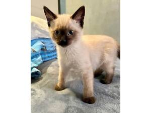 Сіамські кошенята