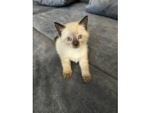 Сіамські кошенята