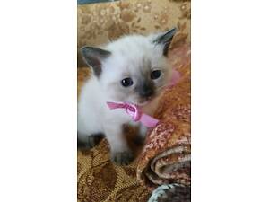 Сіамські кошенята