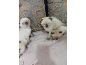 Сіамські висловухі кошенята