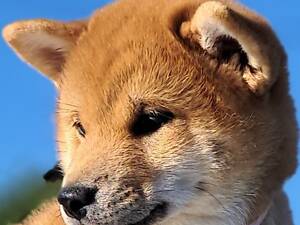 Шиба-іну офіційний розплідник КСУ/FCI