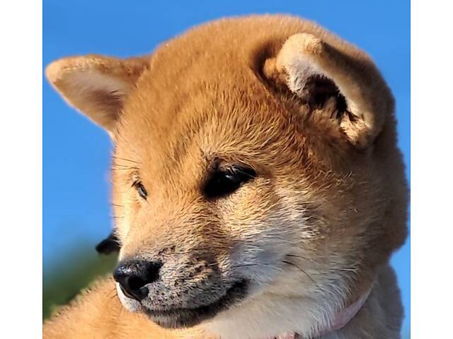 Шиба-іну офіційний розплідник КСУ/FCI - Фото 1