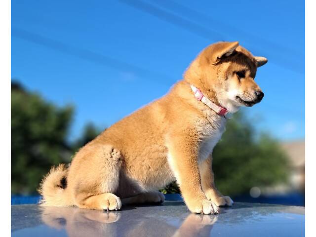 Шиба-іну офіційний розплідник КСУ/FCI - Фото 2