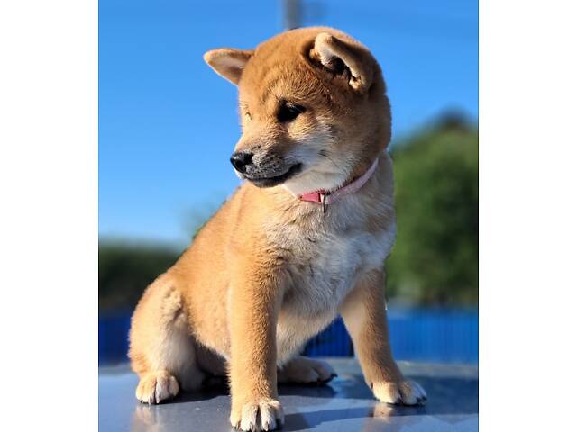 Шиба-іну офіційний розплідник КСУ/FCI - Фото 3