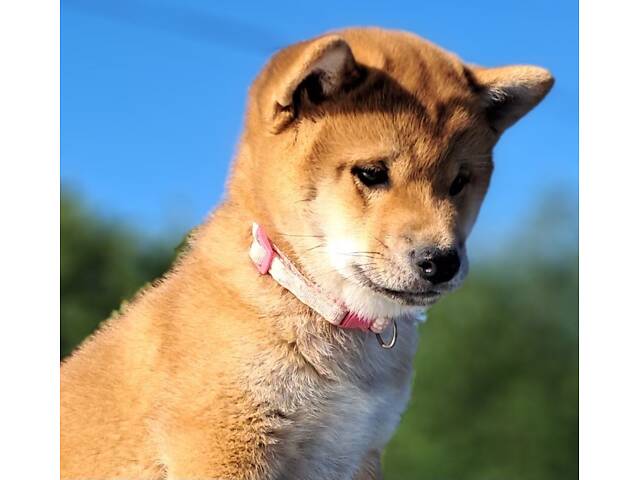 Шиба-іну офіційний розплідник КСУ/FCI - Фото 4