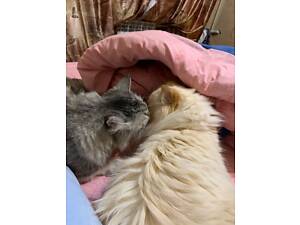 Сибірська кошенятко, два місяці, ходить в лоток, їсть натуральну їжу, активна.