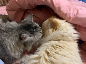 Сибірська кошенятко, два місяці, ходить в лоток, їсть натуральну їжу, активна.