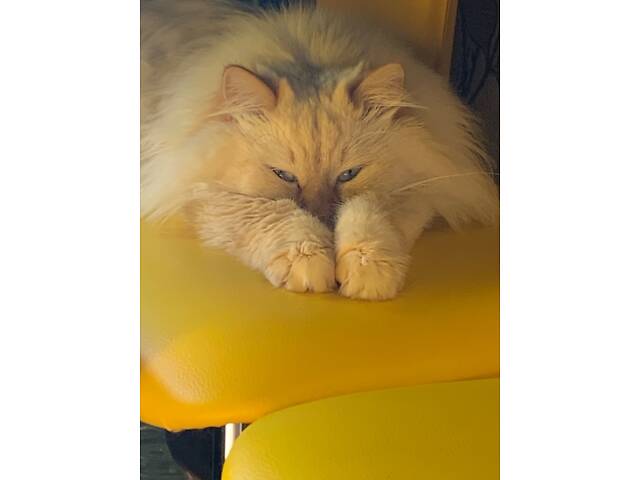 Сибірська кошенятко, два місяці, ходить в лоток, їсть натуральну їжу, активна. - Фото 2