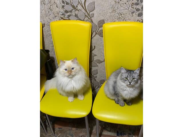 Сибірська кошенятко, два місяці, ходить в лоток, їсть натуральну їжу, активна. - Фото 3