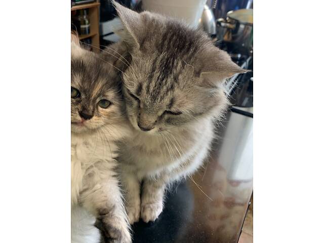 Сибірська кошенятко, два місяці, ходить в лоток, їсть натуральну їжу, активна. - Фото 4