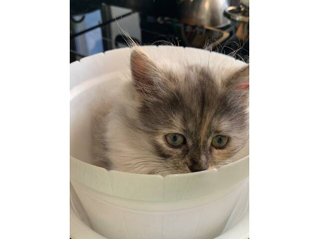 Сибірська кошенятко, два місяці, ходить в лоток, їсть натуральну їжу, активна. - Фото 5