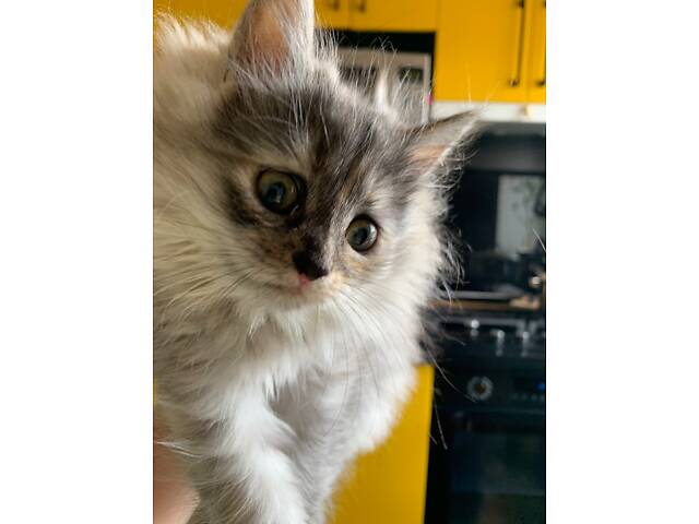 Сибірська кошенятко, два місяці, ходить в лоток, їсть натуральну їжу, активна. - Фото 6