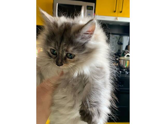 Сибірська кошенятко, два місяці, ходить в лоток, їсть натуральну їжу, активна. - Фото 7