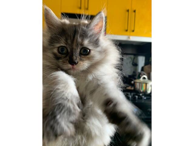 Сибірська кошенятко, два місяці, ходить в лоток, їсть натуральну їжу, активна. - Фото 8