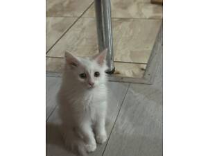 Сибірський котик , 3 місяці