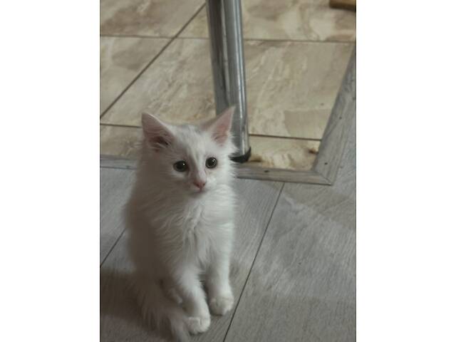 Сибірський котик , 3 місяці - Фото 1