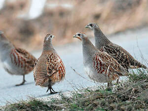 Сіра куріпка, серая куропатка , домашні перепела
