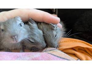 Сірі Білки дегу