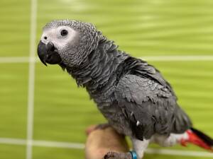 Сірий жако, африканський сірий жако