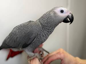 Серый попугай Жако, умный попугай, ручной говорящий жако птица домашняя.