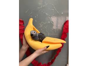 Сірий розумний жако