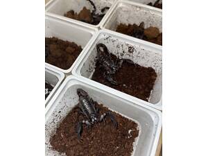 Скорпіон Петерсі