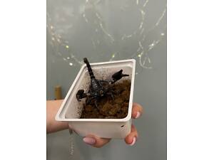 Ручний скорпіон