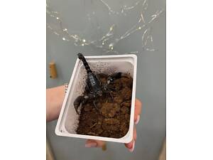 Ручний скорпіон