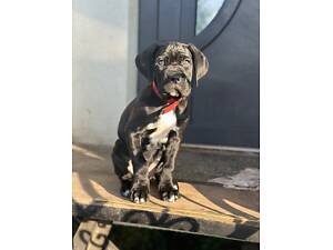 Собака Кане Корсо дівчинка