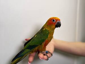 Солнечный аратинга, яркий домашний попугай, ручные малыши