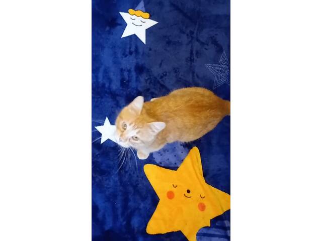 Сонячна красуня Ася - Фото 1