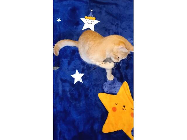 Сонячна красуня Ася - Фото 2