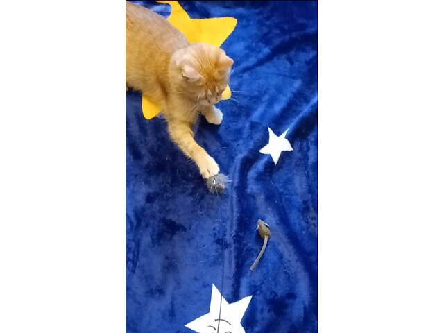 Сонячна красуня Ася - Фото 3