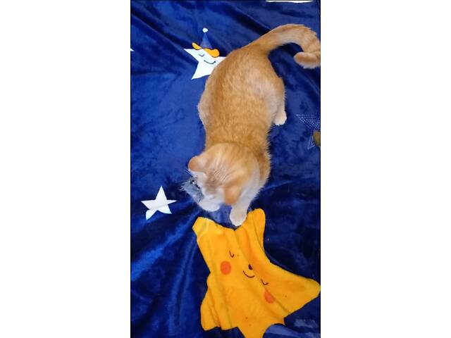 Сонячна красуня Ася - Фото 4