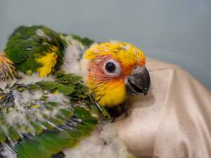 Солнечный аратинга, золотистоперый попугай, желтый аратинга.