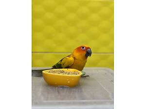 Сонячний аратинга яскравий