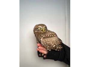 Сова ручна домашня, сич хатній, розумний птах сич