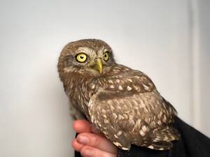 Сова ручная домашняя, сыч домашний, умная птица сыч.