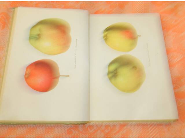 Поради садівникам та виноградарям. - Фото 4